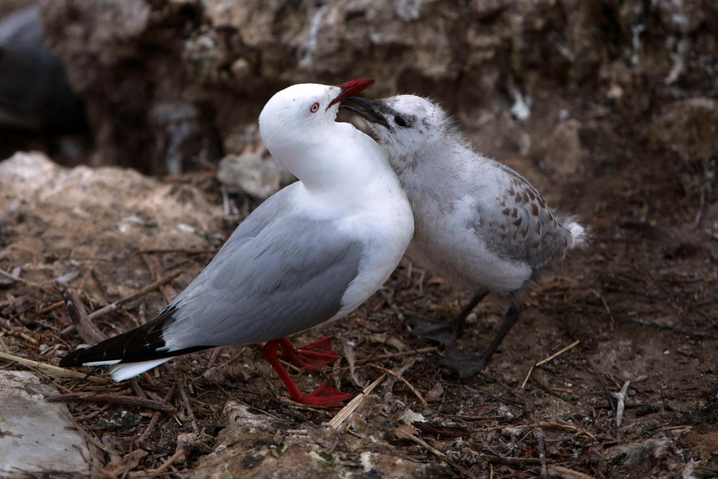 two birds that are standing up together in the dirt