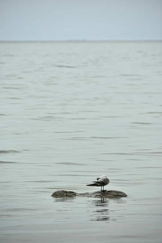 there is a small bird that is on top of the rock