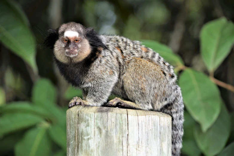 a small grey monkey sitting on top of a wood post