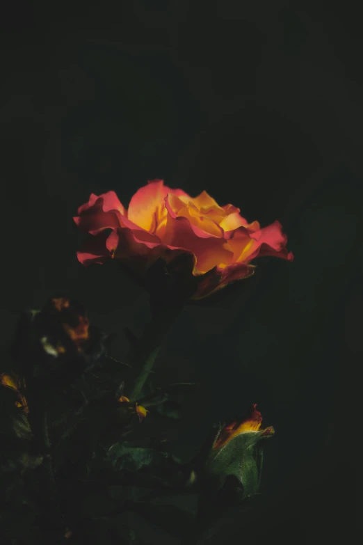 a rose on a green background in the dark