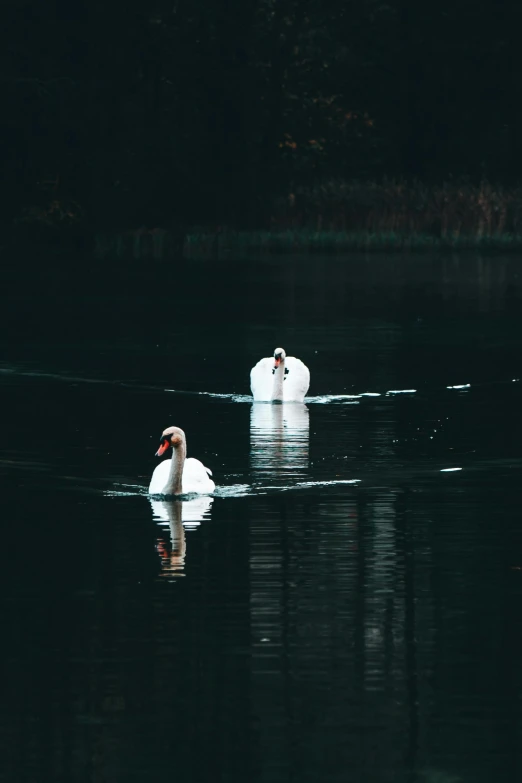 two swans swim in the dark waters