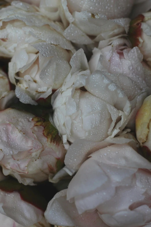 several pieces of dried flowers with water droplets