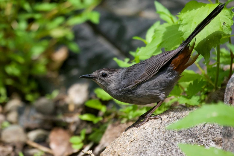 a bird sitting on a rock with lots of leaves