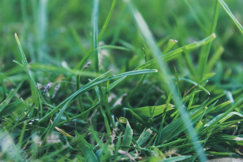 closeup view of grass growing with light sunshine