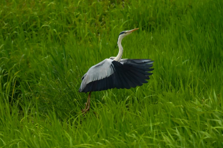 an image of a crane in the grass