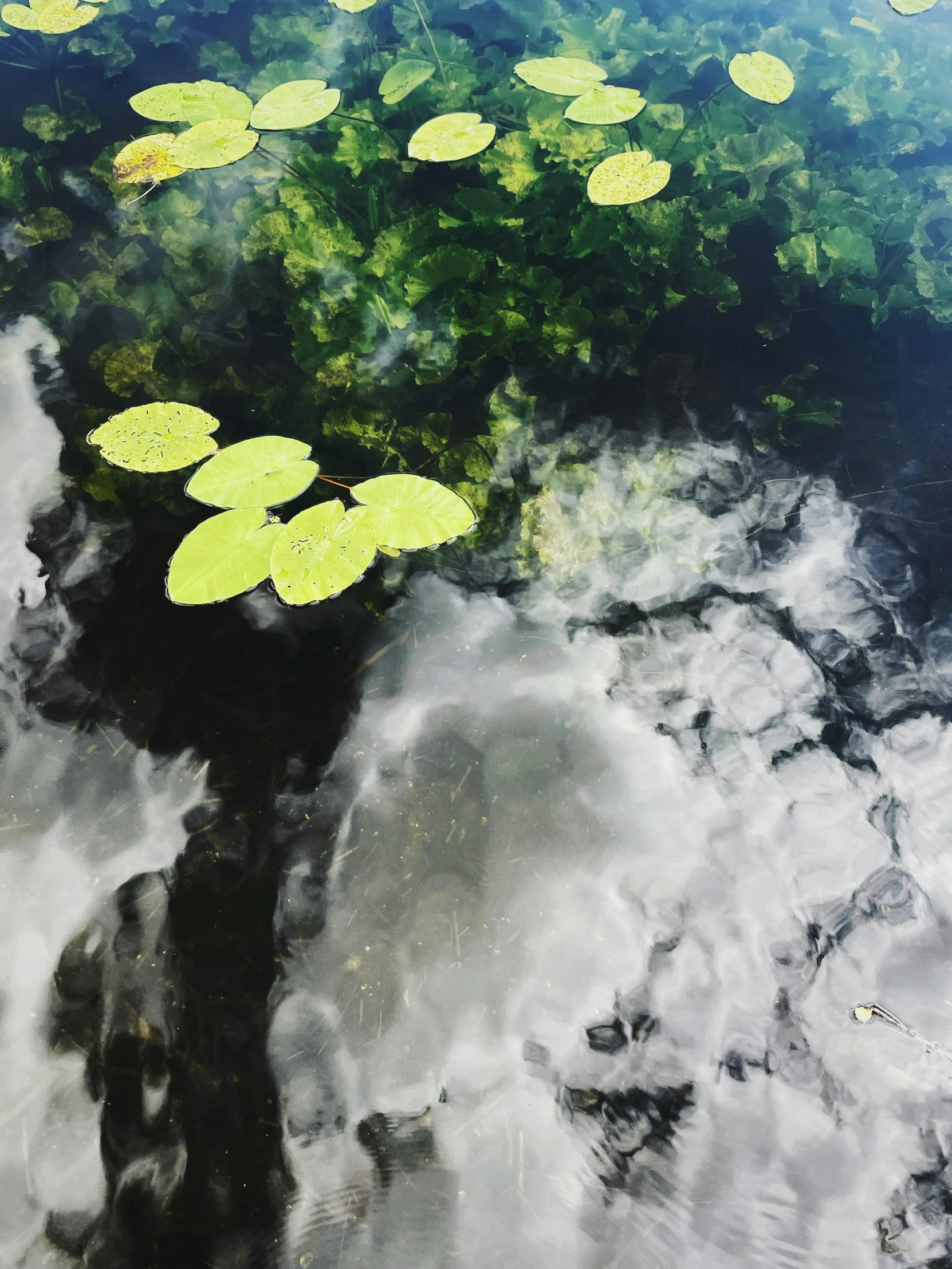 many lily pads floating in the water near green grass