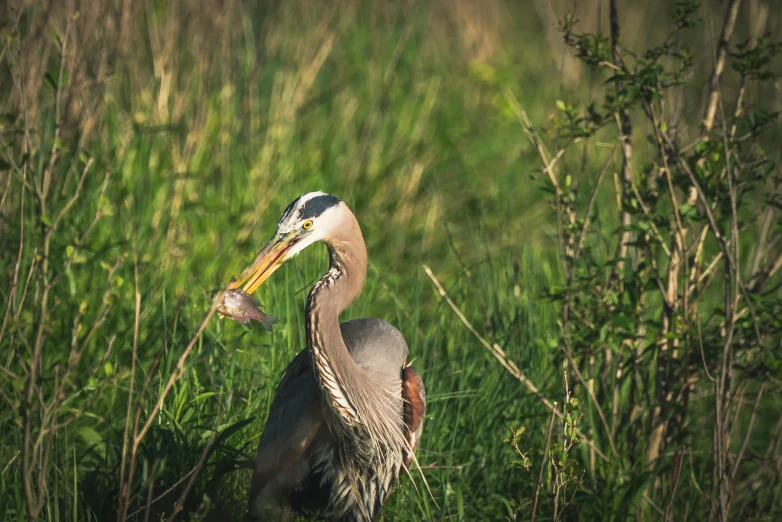 a bird in tall grass with a fish in its mouth