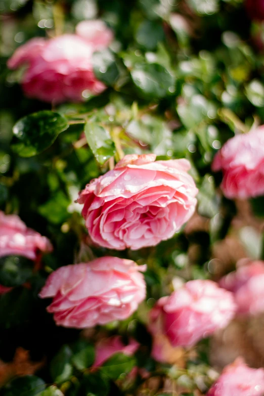 several flowers that are sitting in the ground