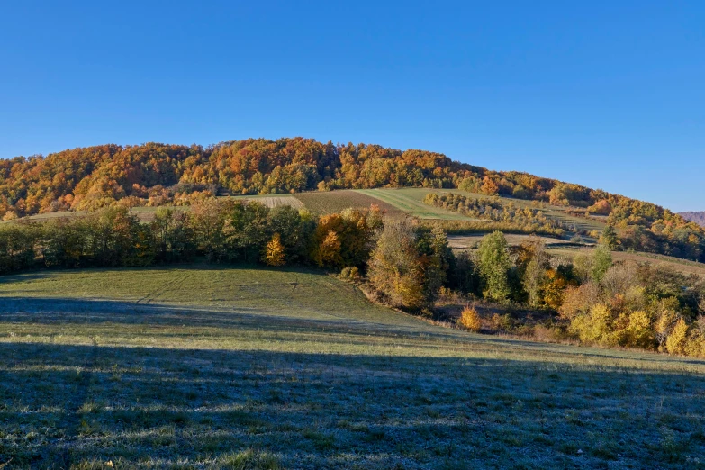 a large hillside with trees in the background