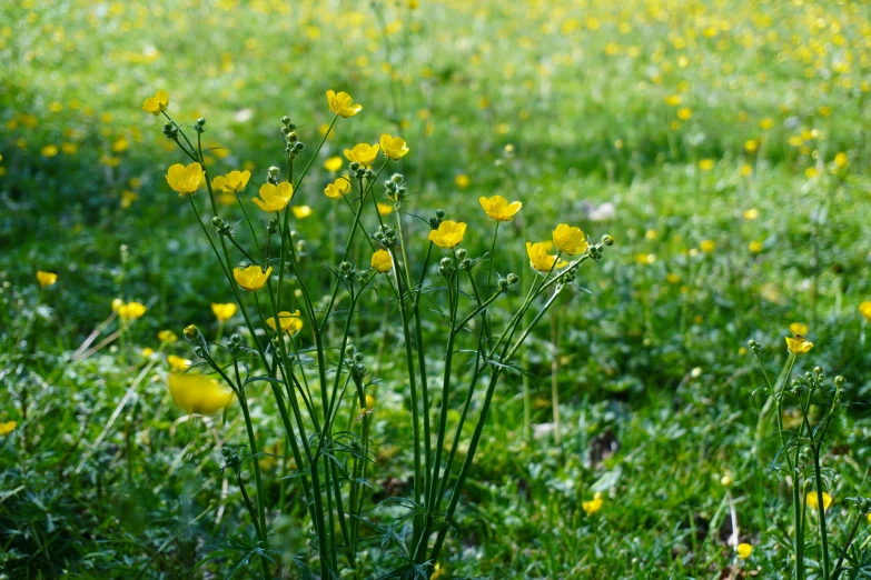 a flower in the field is blooming yellow