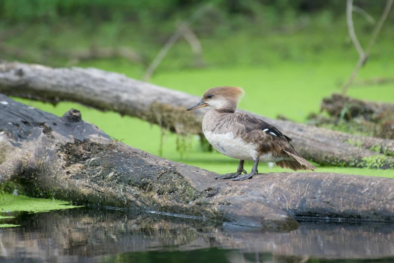 a brown bird with white belly and long bill standing on a fallen log