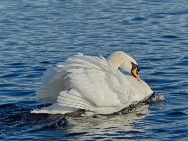 a swan in a large body of water with its wings spread