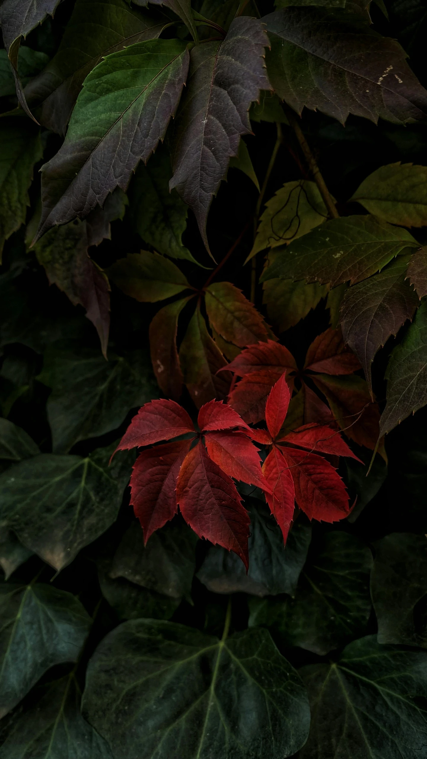 leaves with green and red on them