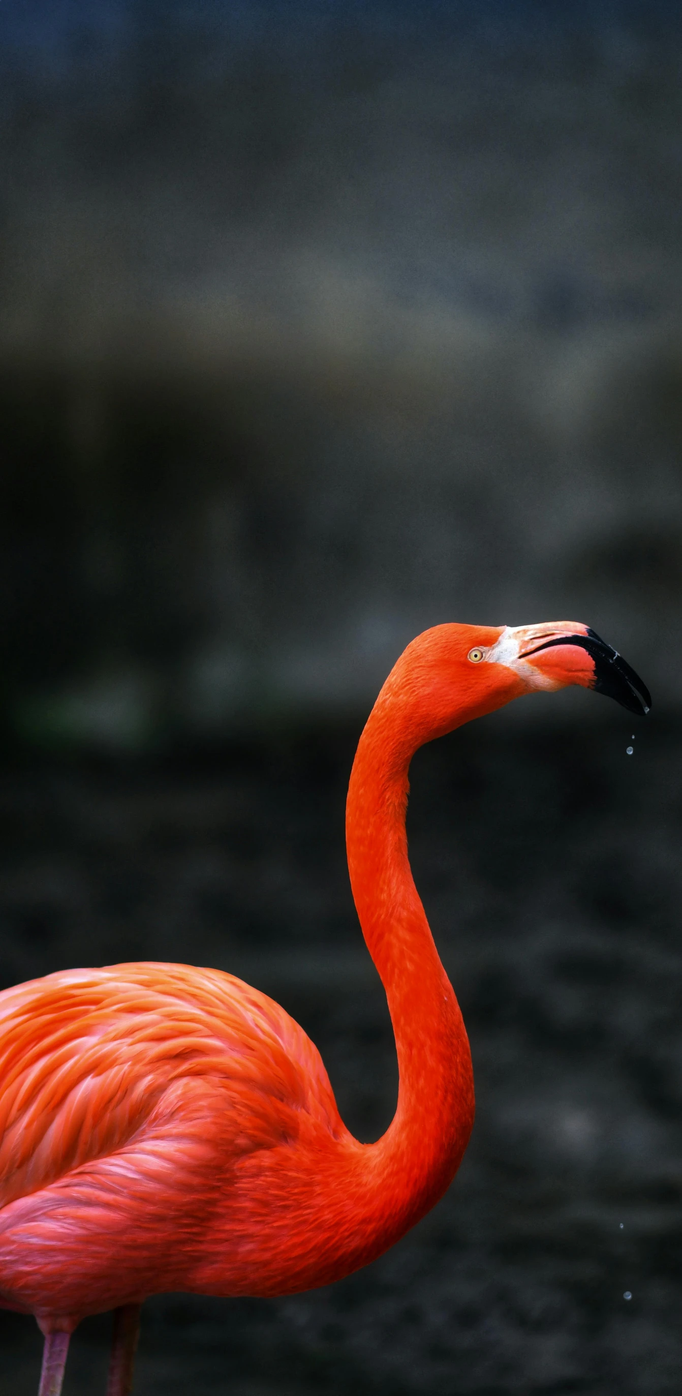 an orange flamingo with its beak up