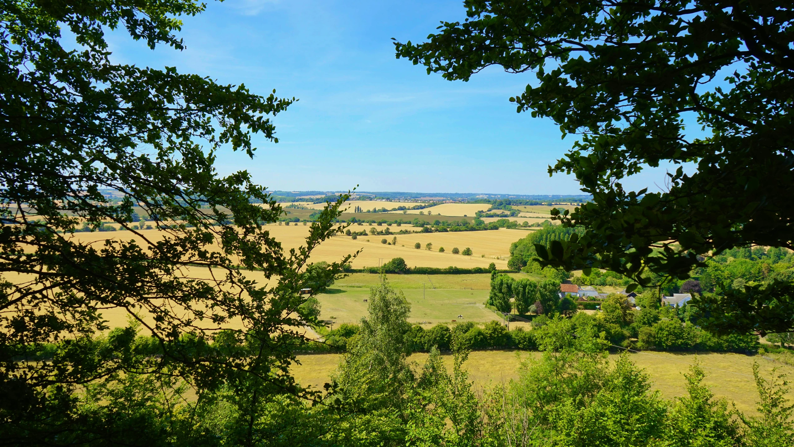 looking down into a field from behind some trees