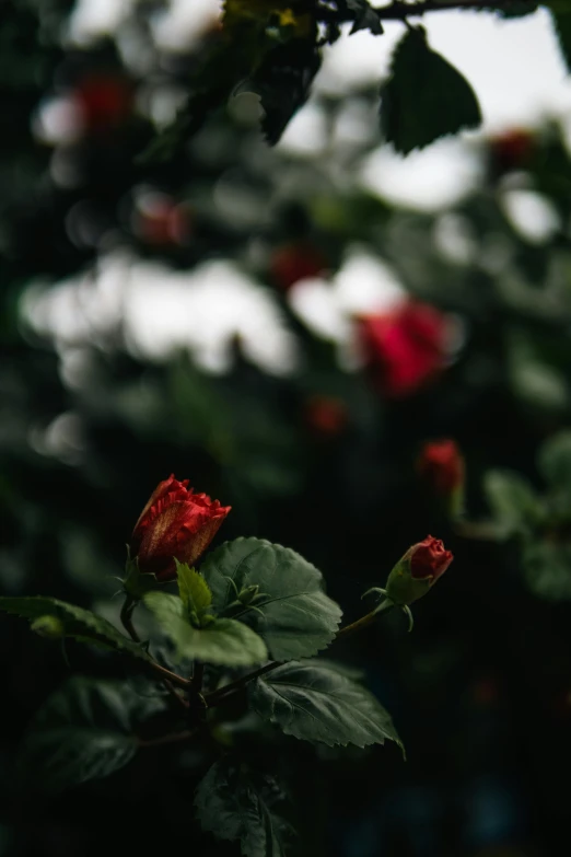 the back end of a nch with red flowers