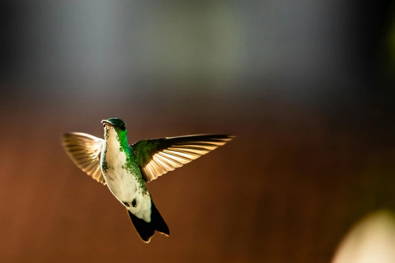 a small humming bird flies next to the camera