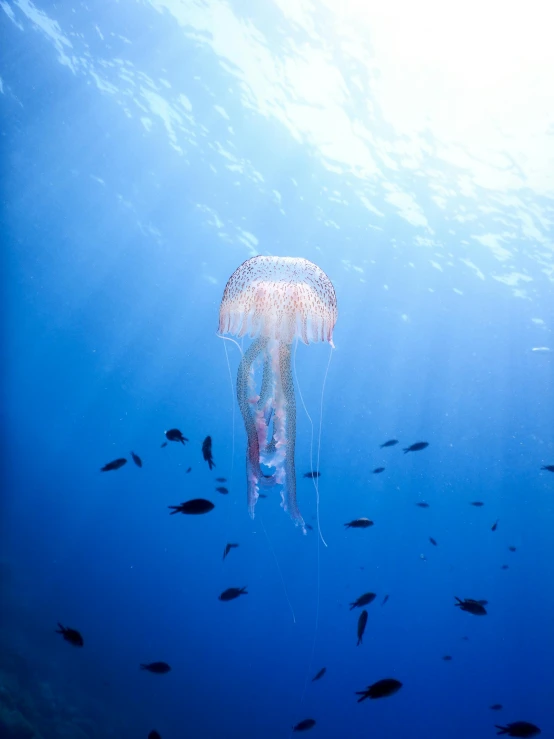 a jellyfish swimming on its back in the ocean