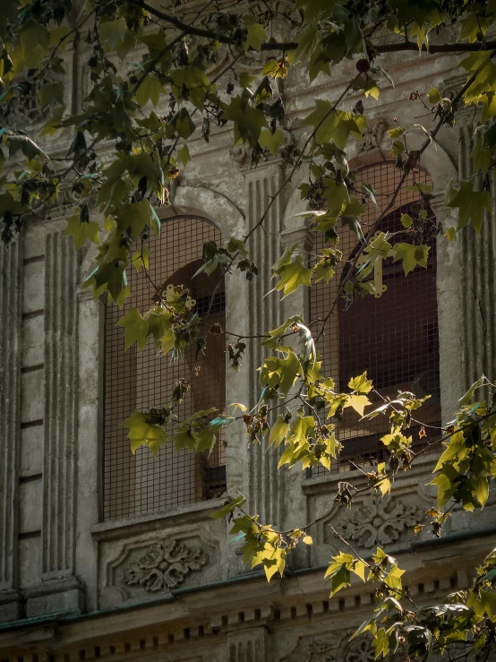 tree nches over looking a building with two windows and a balconie