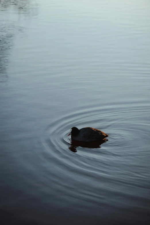 a large bird floating on top of a lake