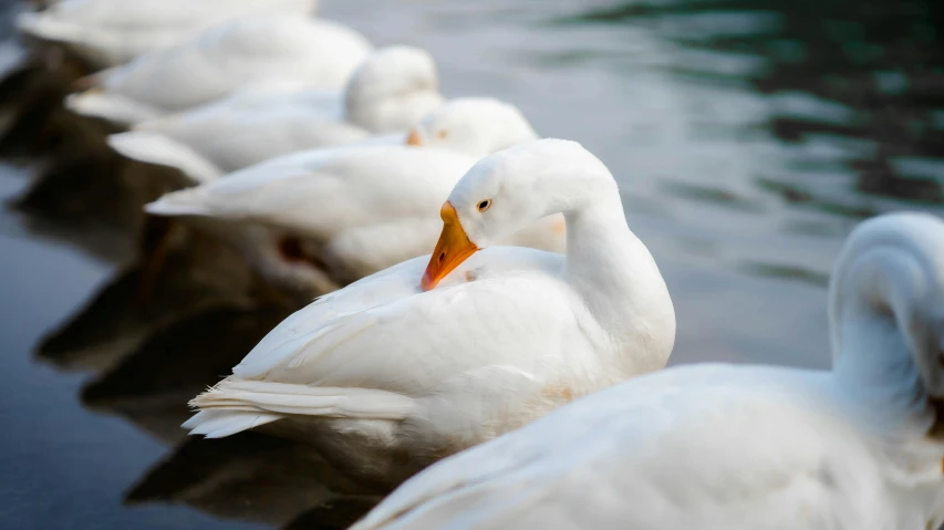 several white ducks floating on top of a lake