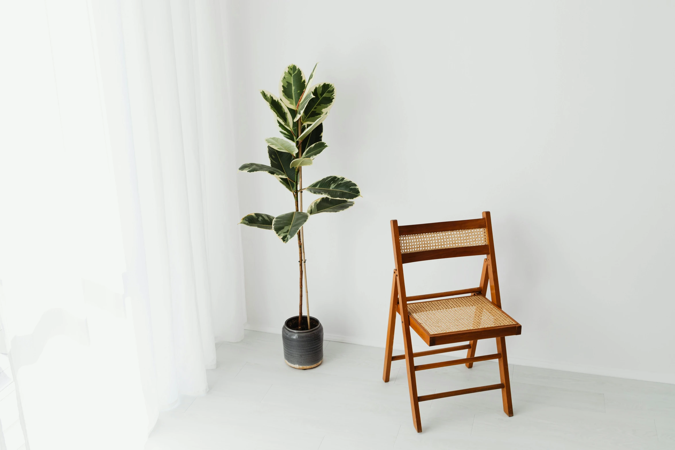 two chairs sit side by side with a potted plant