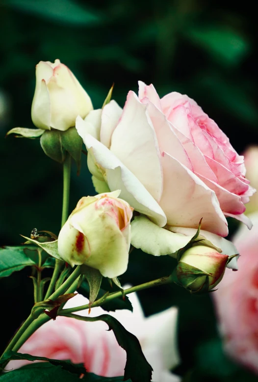 pink and white roses blooming on a sunny day