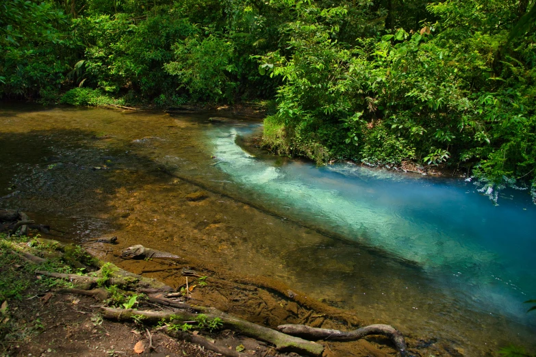 a river running through lush green jungles