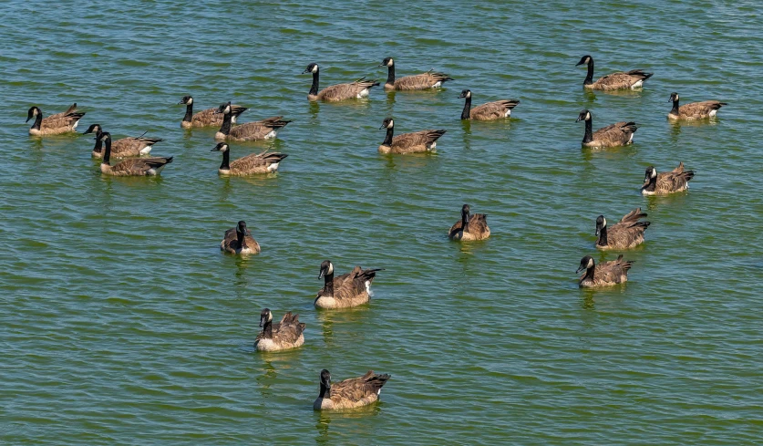 many ducks floating on top of a large body of water