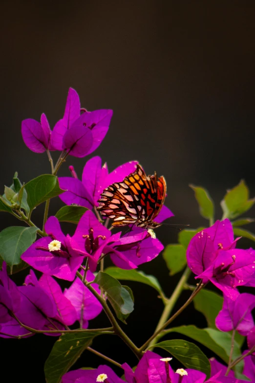 a erfly on top of purple flowers in the sun