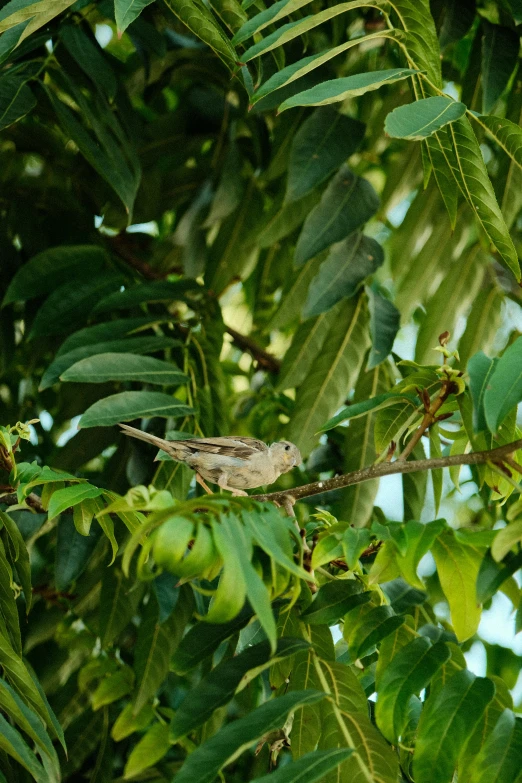 small bird perched on nch with leaves and sky in background