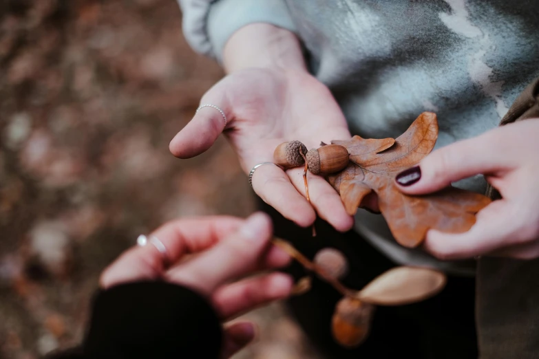 two hands holding autumn leaves and acorns in them