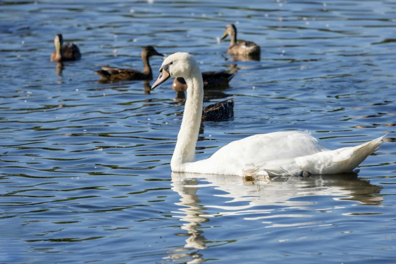 a large white swan swimming in the water