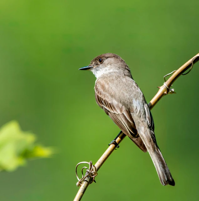 a small bird is sitting on a twig