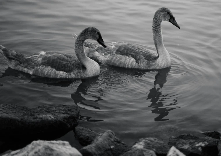 two ducks swimming on top of a body of water