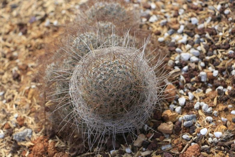 a cactus is sitting on the ground covered in dirt