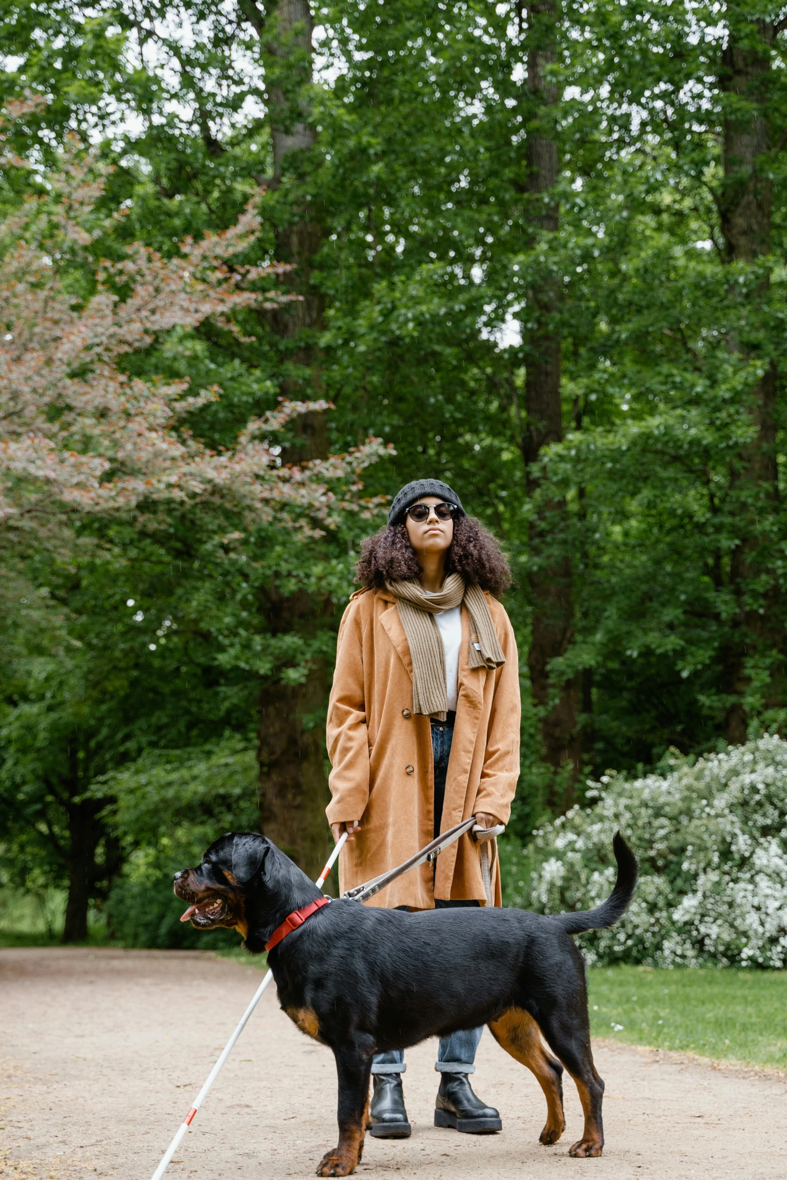 a woman is walking a large dog on a leash