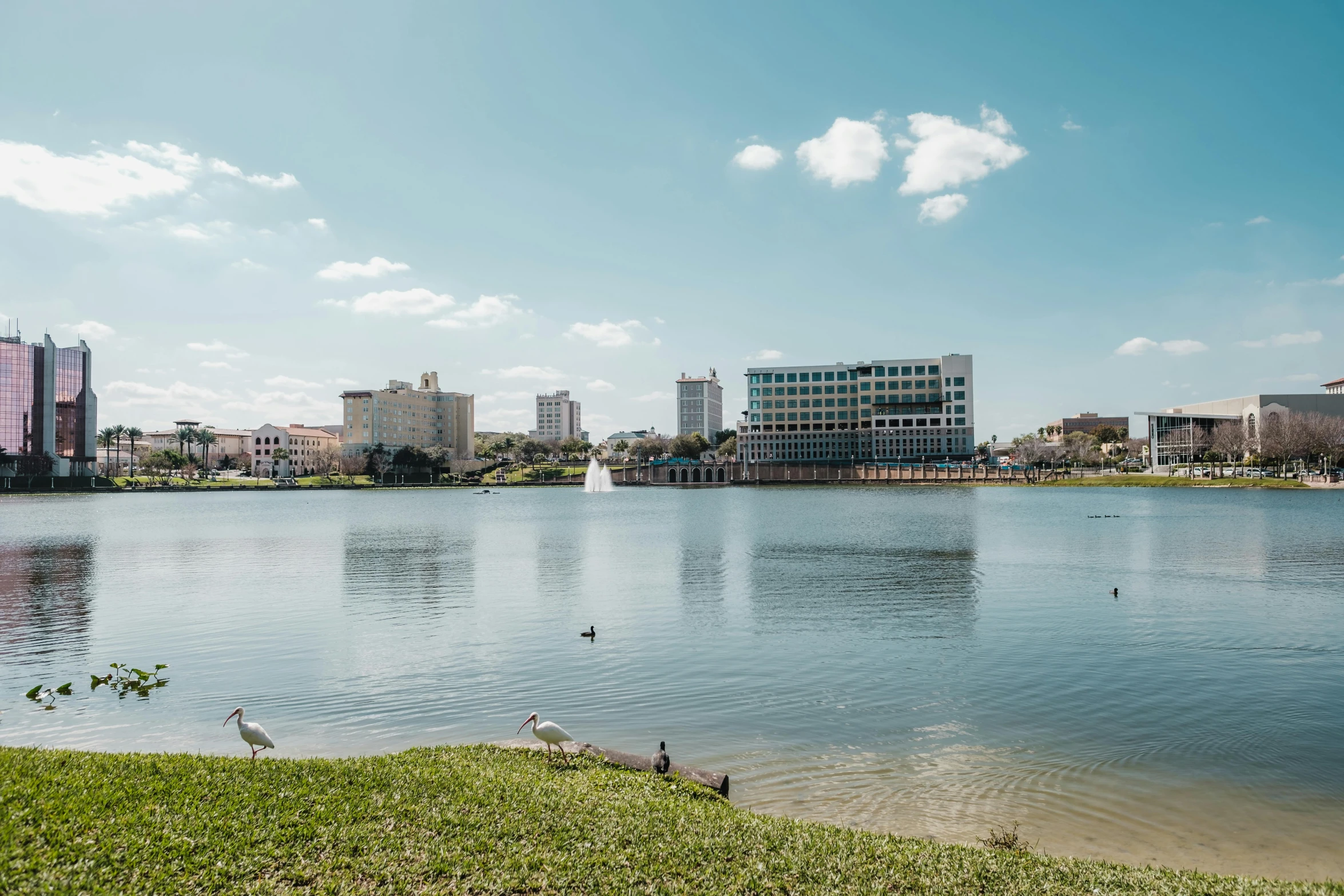 ducks swim near the shore of a lake in front of tall buildings