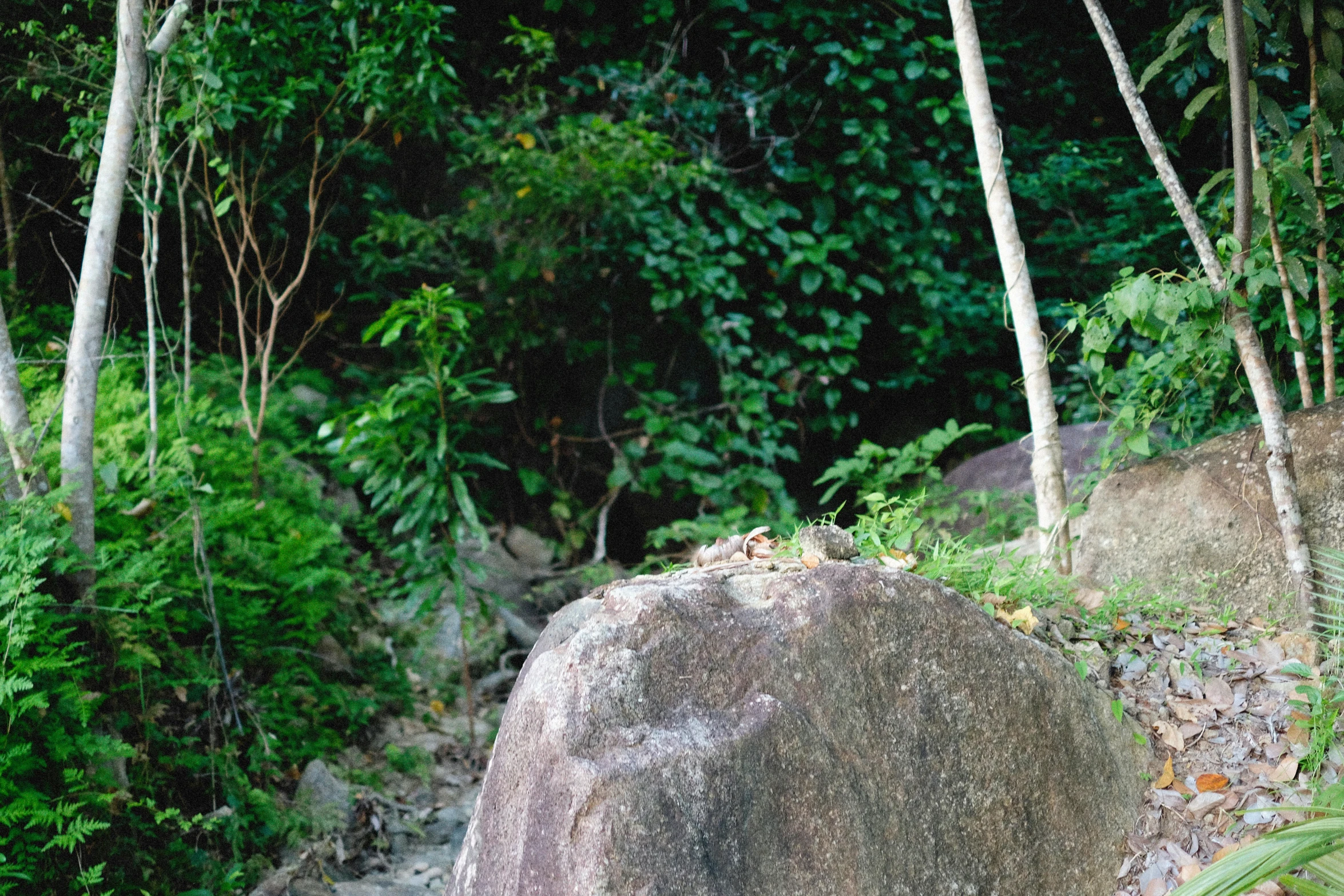 a bird sitting on the edge of a rock