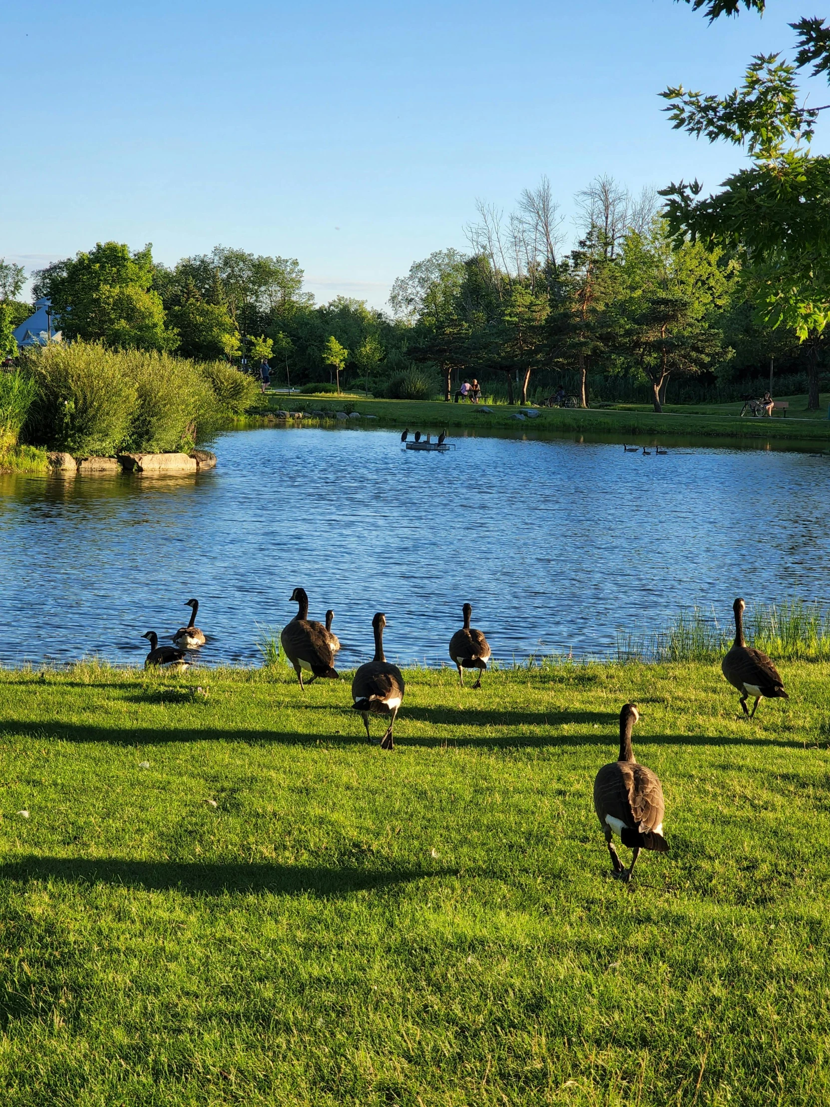 a flock of geese sitting by the water