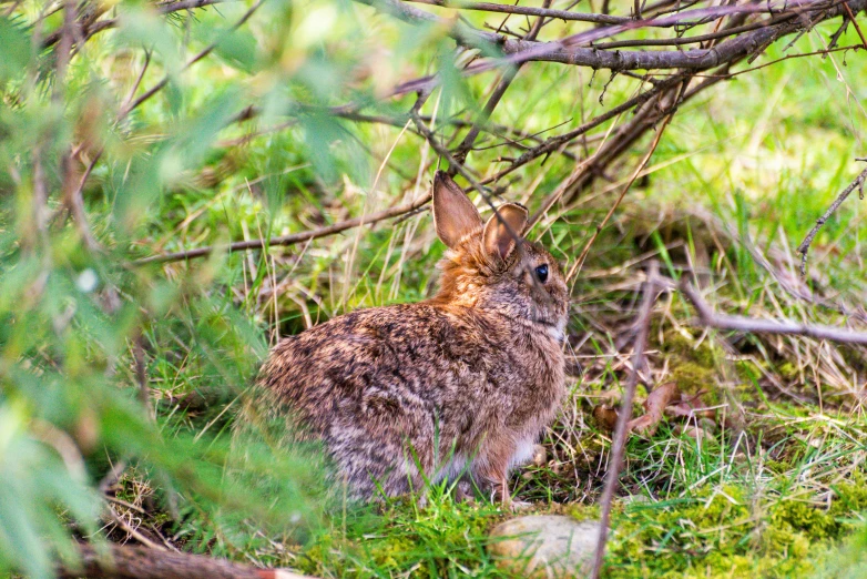 a large brown rabbit sitting under a tree