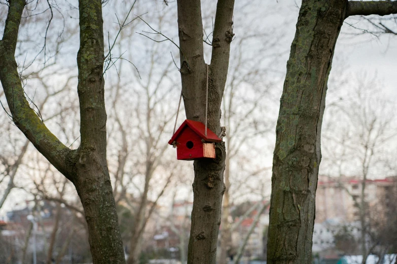 the house is hanging from a tree by the other trees