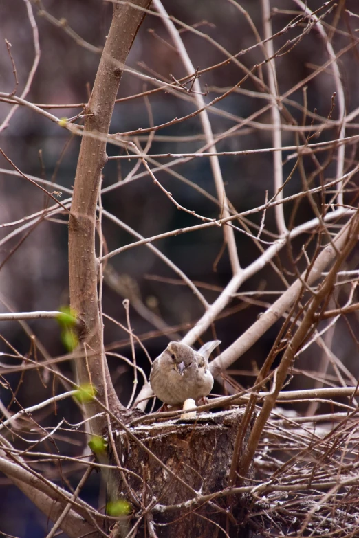 a bird standing on top of a tree trunk