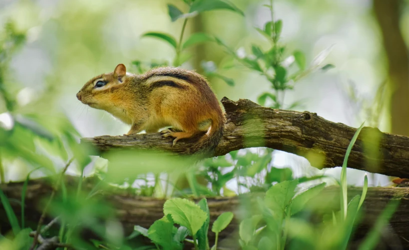 a small chipmun standing on top of a tree nch