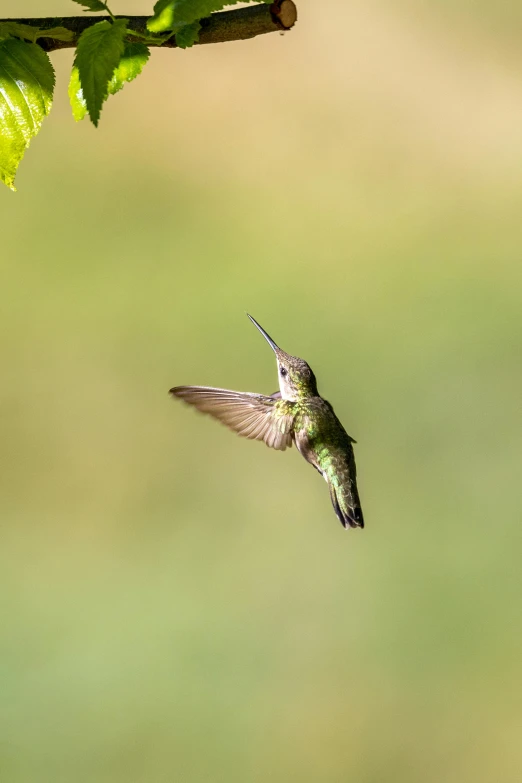 a hummingbird in flight with the wings extended