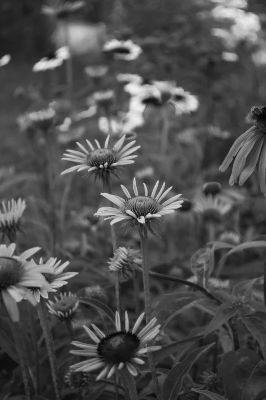 black and white pograph of sunflowers in a field