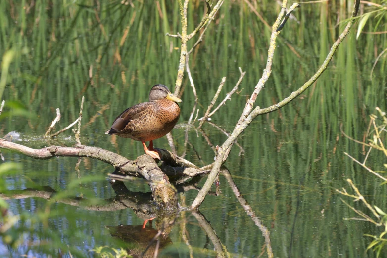 a brown bird standing on a tree limb over water
