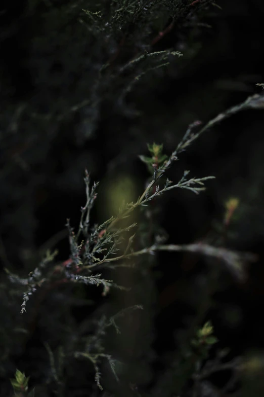 a close up view of trees with very little nches