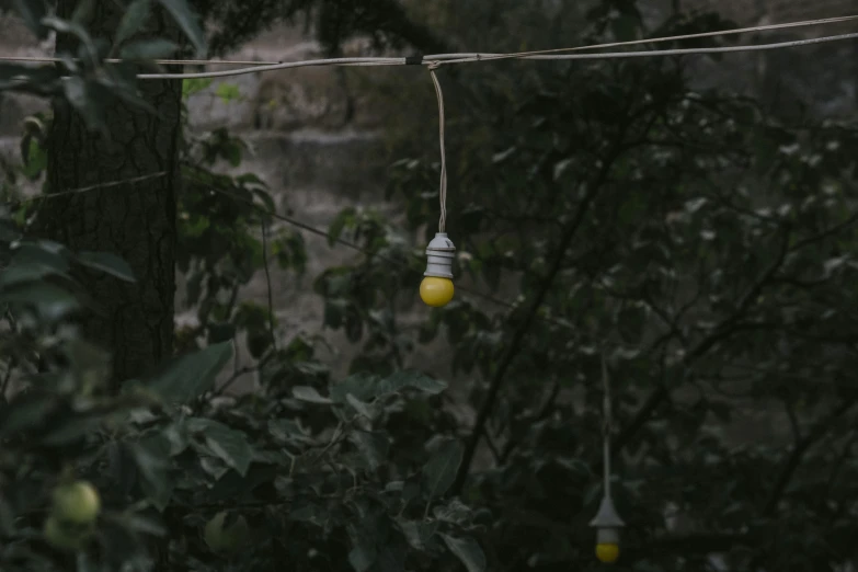 a bunch of light bulbs hanging from a wire in the woods