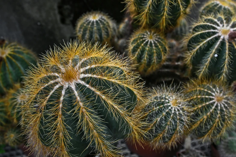 a cactus with yellow tips on it